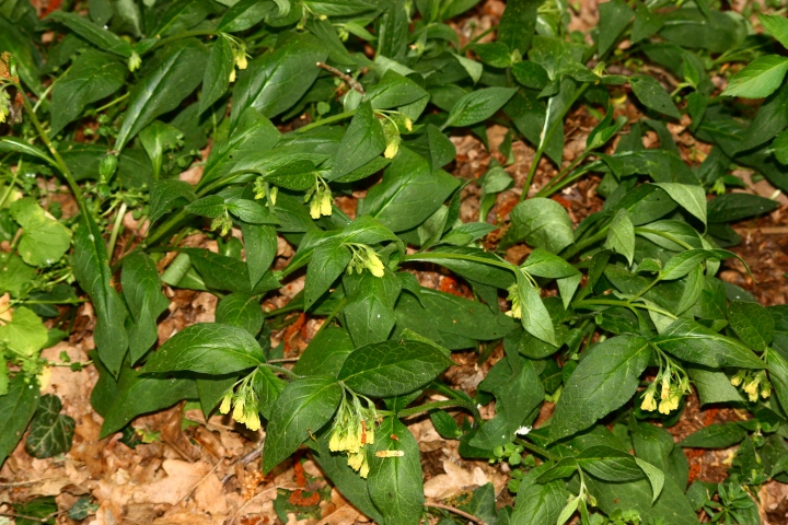 Symphytum tuberosum L. subsp. angustifolium (A.Kern.) Nyman